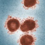 a close-up of a virus