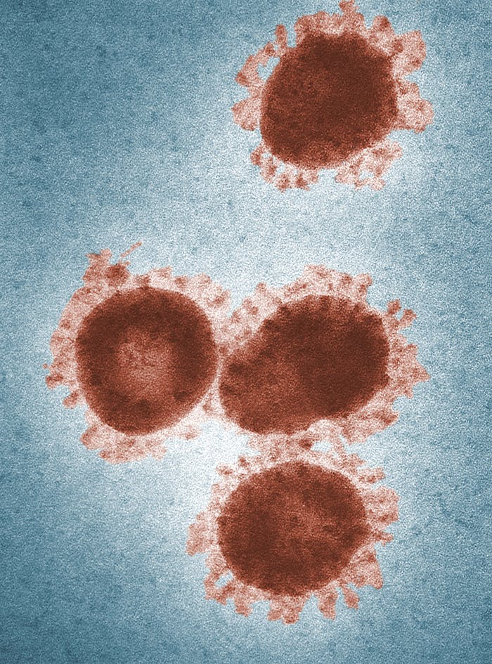 a close-up of a virus